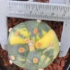 succulents Astrophytum asterias variegated seedgrowth cactus Boutique WYSIWYG 4#