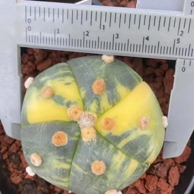 succulents Astrophytum asterias variegated seedgrowth cactus Boutique WYSIWYG 4#