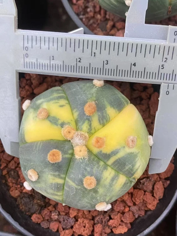 succulents Astrophytum asterias variegated seedgrowth cactus Boutique WYSIWYG 4#