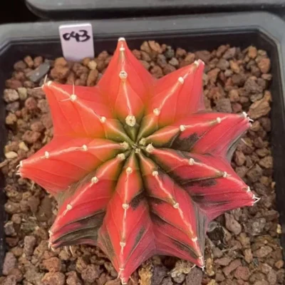 Gymnocalycium mihanovichii variegata Succulent plants Boutique Garden WYSIWYG043