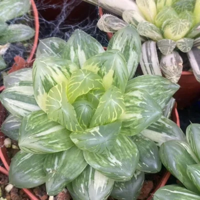 2PCS RareSucculent Plant Haworthia obtusa var.pilifera Variegated 4-6CM