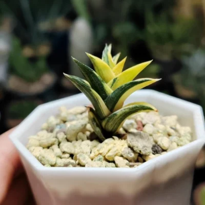3-5cm Succulent plants Haworthiopsis viscous Variegated potted Garden Plants