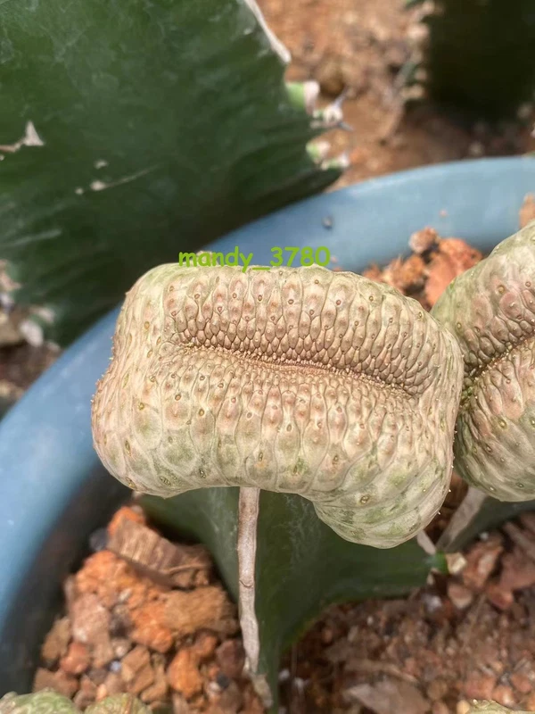 Euphorbia turbiniformis Cristata WYSIWYG RareSucculent plants