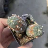 Succulent Plant Astrophytum asterias Seedgrown WYSIWYG Unique #T35