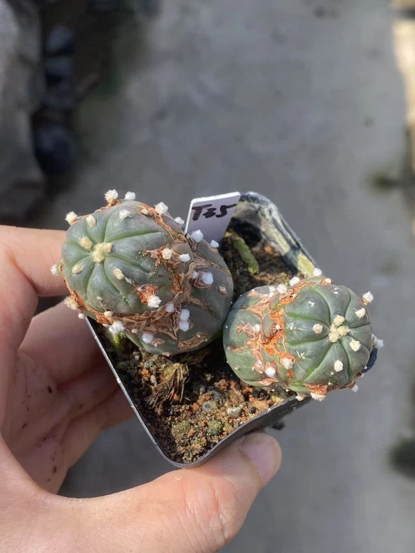Succulent Plant Astrophytum asterias Seedgrown WYSIWYG Unique #T35