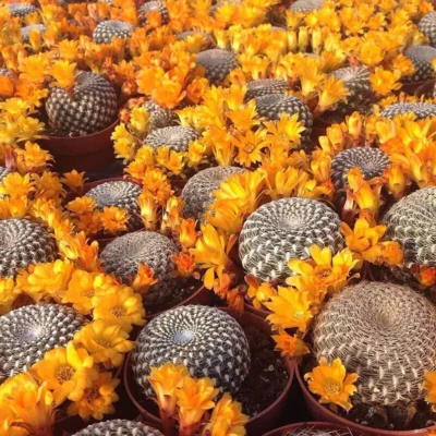 2PCS Succulent plants Rebutia arenacea potted Garden flowering Plants