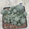 Multi-Head RareSucculent Plant Cactus Garden Decor Boutique WYSIWYG 83# 10CMpot