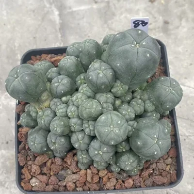 Multi-Head RareSucculent Plant Cactus Garden Decor Boutique WYSIWYG 83# 10CMpot