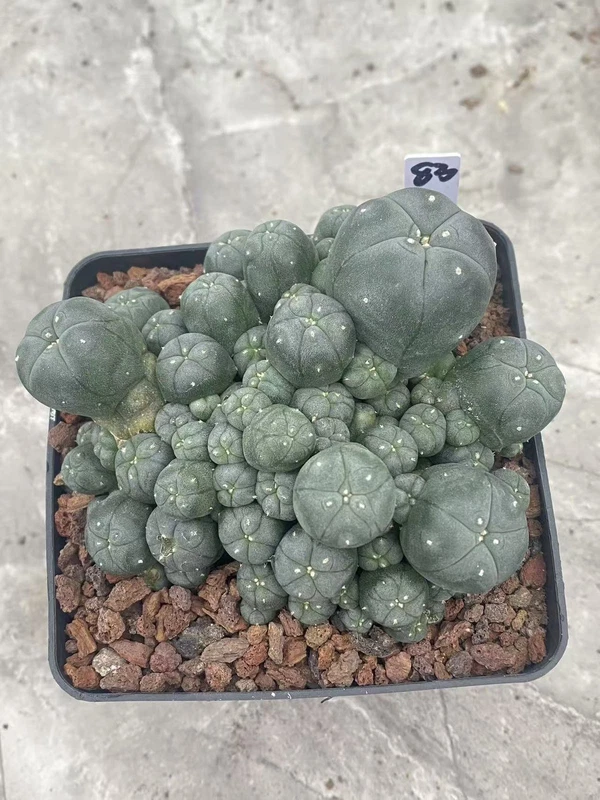 Multi-Head RareSucculent Plant Cactus Garden Decor Boutique WYSIWYG 83# 10CMpot