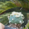 Sale 4.7CM RarePlant SucculentLive L F seedgrown Boutique WYSIWYG