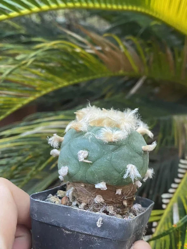 Sale 4.7CM RarePlant SucculentLive L F seedgrown Boutique WYSIWYG