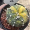 RareSucculent plant Astrophytum asterias Variegated seedgrowth WYSIWYG