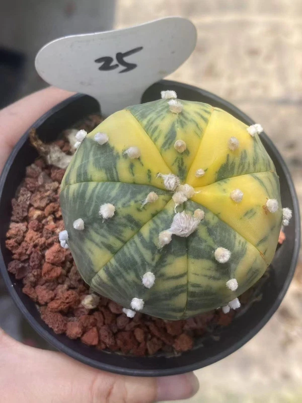 RareSucculent plant Astrophytum asterias Variegated seedgrowth WYSIWYG