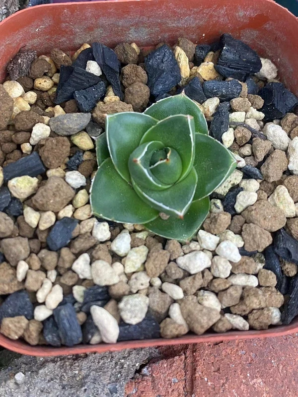 Agave filifera var. compacta A status mini agave succulent plant 3-4cm