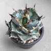 cactus Succulent plants Agave americana Echeveria 'Blue Whale Bonsai plant