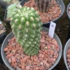 Neoporteria napina Beautiful RareSucculent Plant WYSIWYG seedgrowth 3#