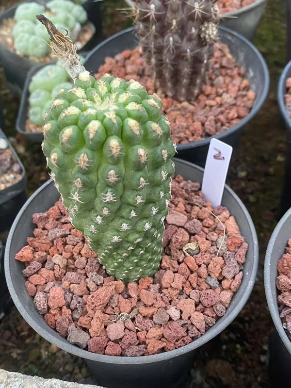 Neoporteria napina Beautiful RareSucculent Plant WYSIWYG seedgrowth 3#