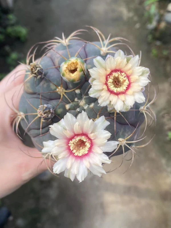 Gymnocalycium pflanzii v. marquezii variegated seedgrowth WYSIWYG 5.12