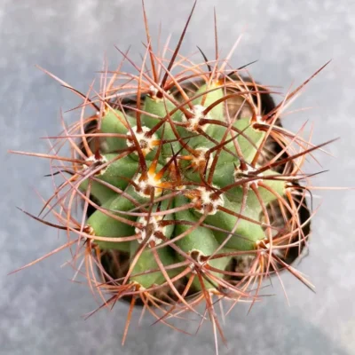 4PCS RareSucculent Plant Red thorn Denmoza erythrocephala OwnRoot