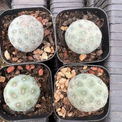 RareSucculent Plant Tephrocactus geometricus Garden Décor SelfRooted 3-5cm