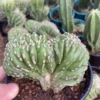 Raresucculents cactus Lophocereus Marginatus, ' Mexican Fence Post' cristata
