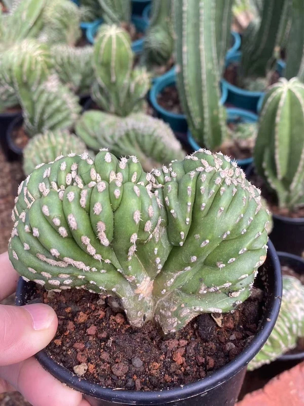 Raresucculents cactus Lophocereus Marginatus, ' Mexican Fence Post' cristata