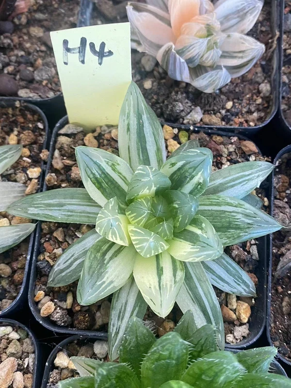 Haworthia obtusa var.pilifera Variegated 4-6CM WYSIWYG