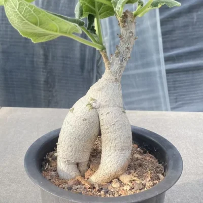 Uncarina grandidieri RareSucculent Plant Garden Décor Boutique WYSIWYG 1#