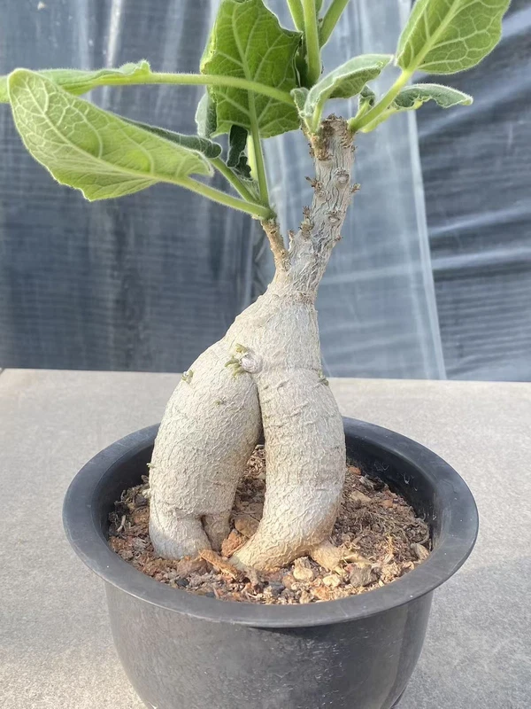 Uncarina grandidieri RareSucculent Plant Garden Décor Boutique WYSIWYG 1#