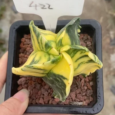 Astrophytum myriostygma variegated Seedgrown WYSIWYG 422#