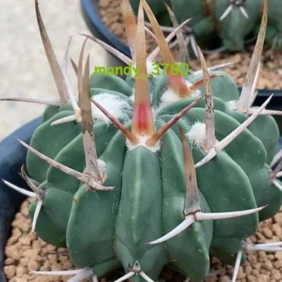 RareSucculent Plant Echinofossulocactus coptonogonus seedgrowth 2-3CM