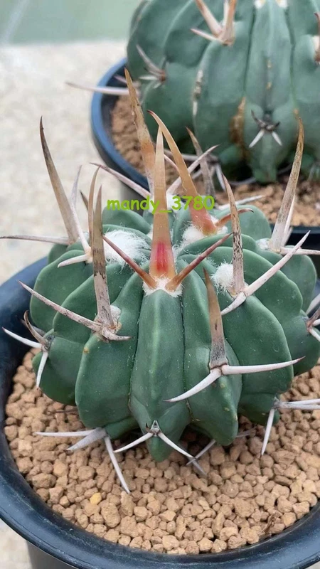 RareSucculent Plant Echinofossulocactus coptonogonus seedgrowth 2-3CM