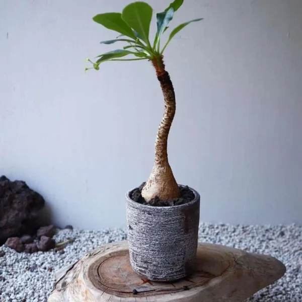 RareSucculent plant Euphorbia ramena OwnRoot Garden Boutique Sale 2-3CM