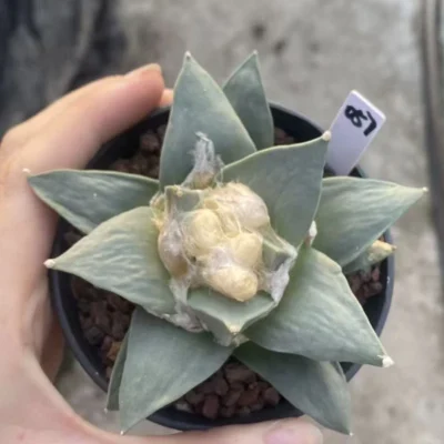 10CM Ariocarpus Retusus cactus Succulent Plant Ariocarpus seedgrowth WYSIWYG 057