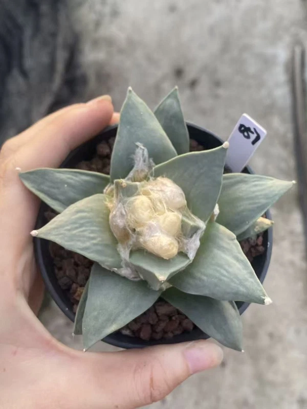 10CM Ariocarpus Retusus cactus Succulent Plant Ariocarpus seedgrowth WYSIWYG 057