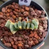 Succulent Plant Haworthia truncata Variegated WYSIWYG Garden Boutique 28#