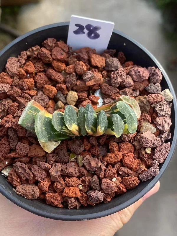 Succulent Plant Haworthia truncata Variegated WYSIWYG Garden Boutique 28#