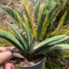 RareSucculent Plant Gasteria batesiana Garden Décor Boutique