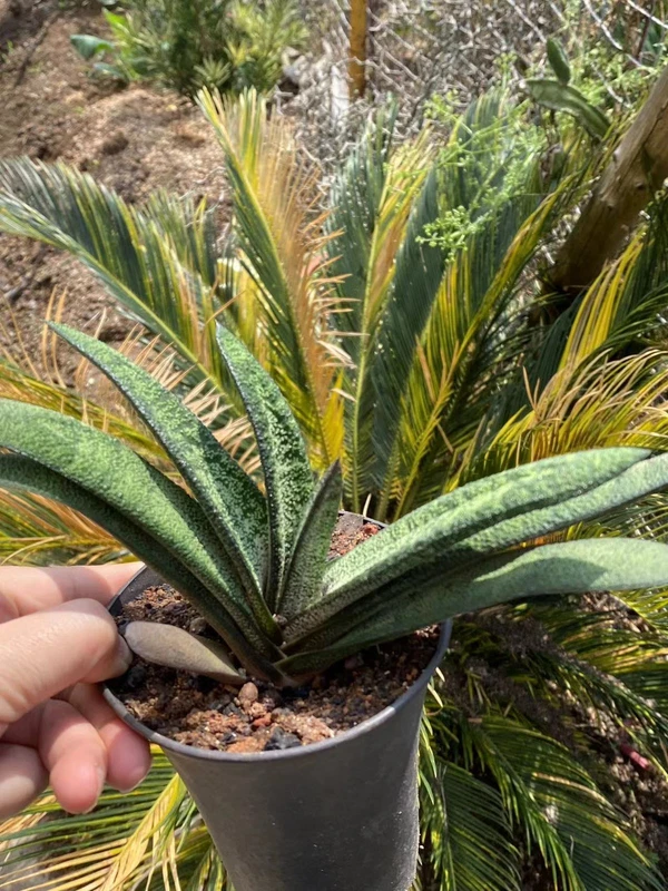 RareSucculent Plant Gasteria batesiana Garden Décor Boutique