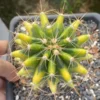 Ferocactus horridus brevispinus variegated Succulent Plant seedgrowth WYSIWYG2