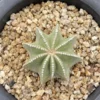 Sale Aztekium hintonii WYSIWYG seedgrowth Boutique Garden Decor plants 2#