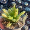 Haworthia Truncata Hyb. Cv. ' Miho 'brown yellow variegated no gasteria WYSIWYG.