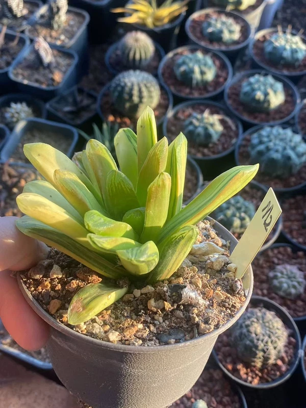 Haworthia Truncata Hyb. Cv. ' Miho 'brown yellow variegated no gasteria WYSIWYG.