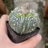 Succulent Plant Astrophytum asterias Seedgrown WYSIWYG Unique #A26