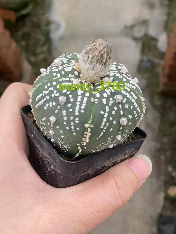 Succulent Plant Astrophytum asterias Seedgrown WYSIWYG Unique #A26