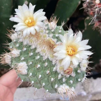 Raresucculent Strombocactus disciformis var. cristata beautiful Plant 5-7cm