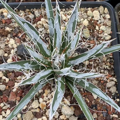RareSucculent Plant Agave tomeyana spp.bella Garden Décor Boutique