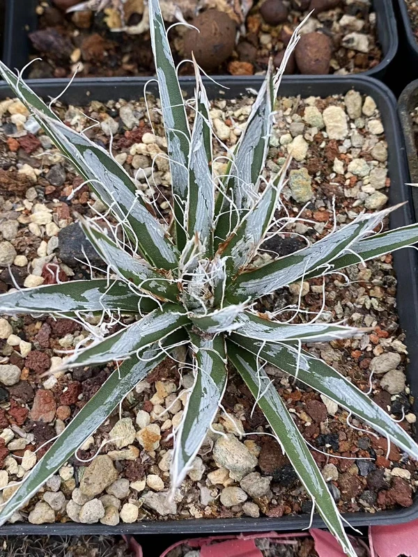RareSucculent Plant Agave tomeyana spp.bella Garden Décor Boutique