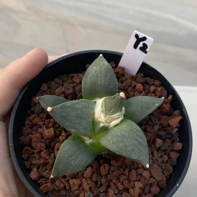 5-7CM Ariocarpus furfura Succulent Cactus Plant seedgrowth WYSIWYG