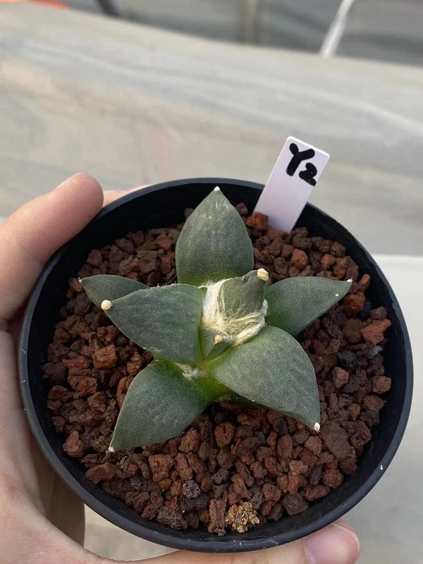 5-7CM Ariocarpus furfura Succulent Cactus Plant seedgrowth WYSIWYG